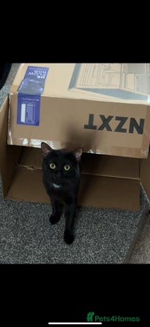 Mixed Breed cats - Advert 1