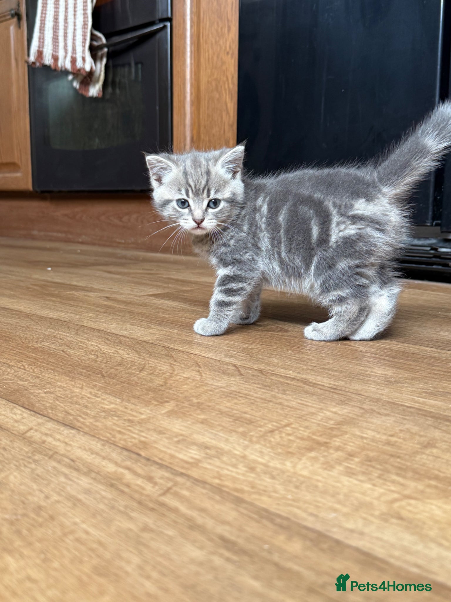 Mixed Breed cats for sale: 1 boy & 3 girl kittens 🐈🐾🩷🩵 - Advert 9