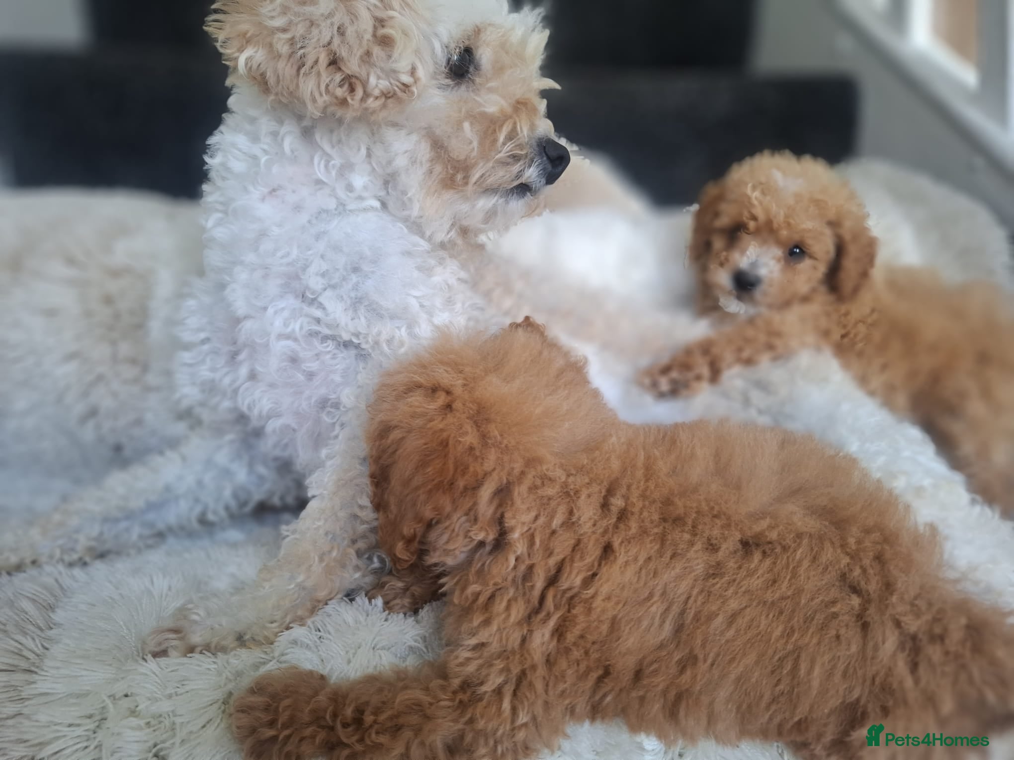 Cavapoo dogs for sale: Toy cavapoos heath checked 100 percent perfect - Advert 1