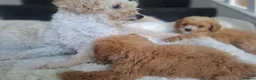 Cavapoo dogs for sale: Toy cavapoos heath checked 100 percent perfect - Advert 1