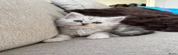 Persian cats for sale: 1 male available - ready now 🩵 - Advert 7