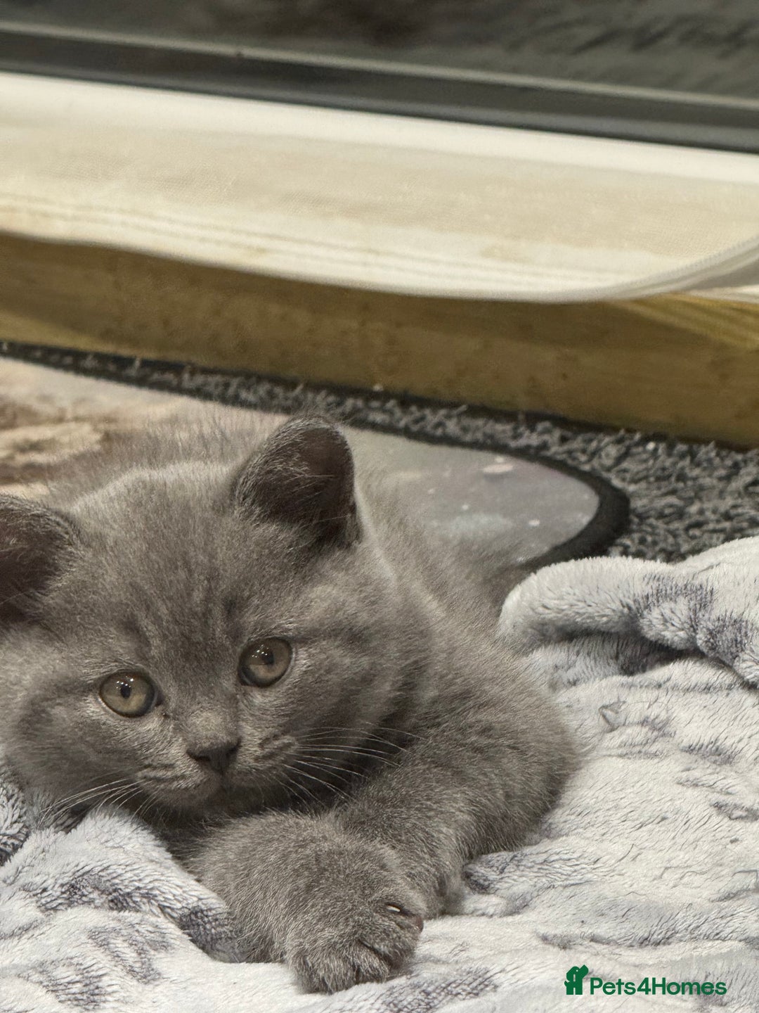 British Shorthair cats for sale: British Shorthair kittens - Advert 17