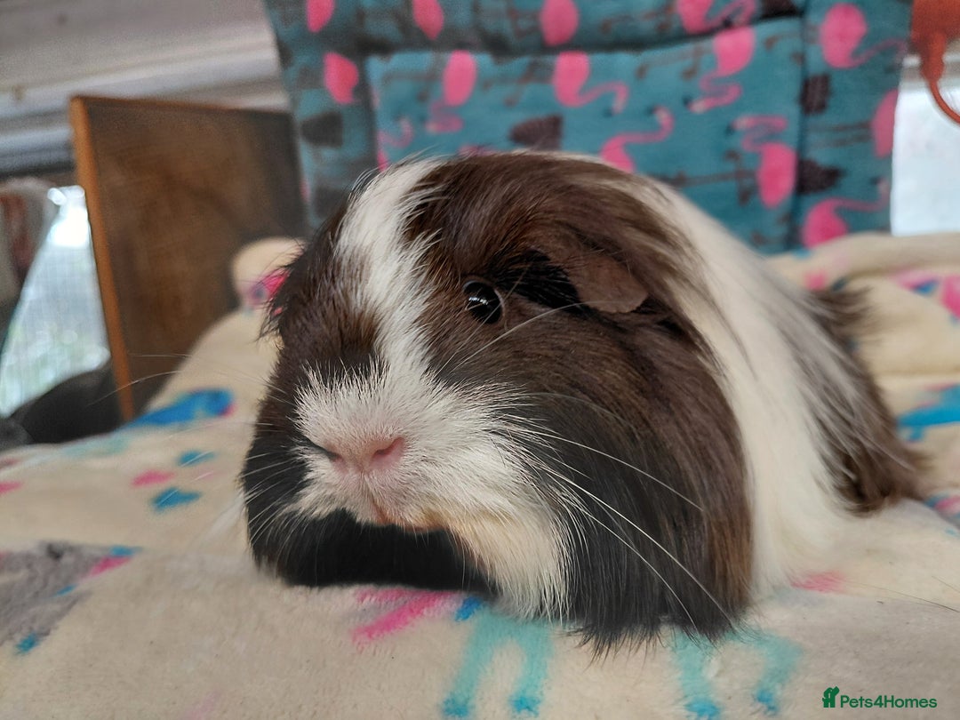 Guinea Pig rodents for sale: Baby Longhaired/ Longhaired Retired Young Adults. - Advert 22