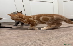 Mixed Breed cats for sale: Kittens looking for a loving home  - Image 13