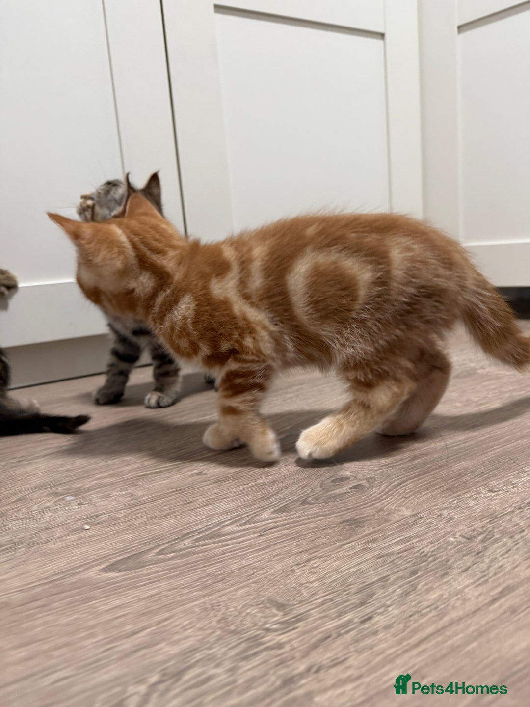 Mixed Breed cats for sale: Kittens looking for a loving home  - Image 13