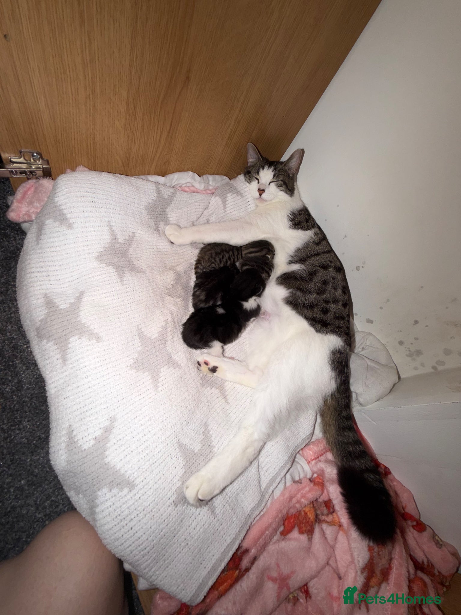 Mixed Breed cats 3 Beautiful boys ready for new home  - Advert 15