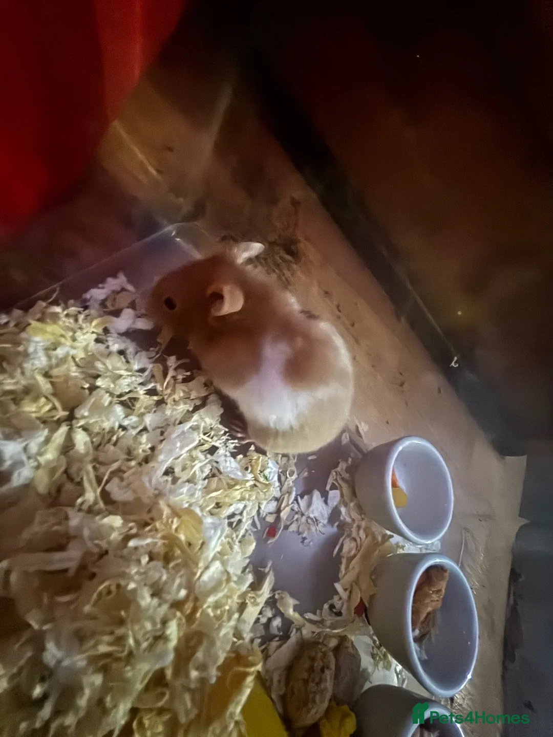Hamster rodents for sale: Male hamster for sale , unsure of age  in Salford - Advert 2