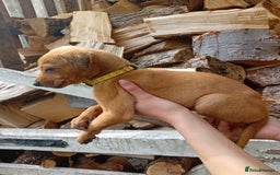 Lurcher dogs for sale:  READY NOW. Adorable lurcher puppy's  - Image 3