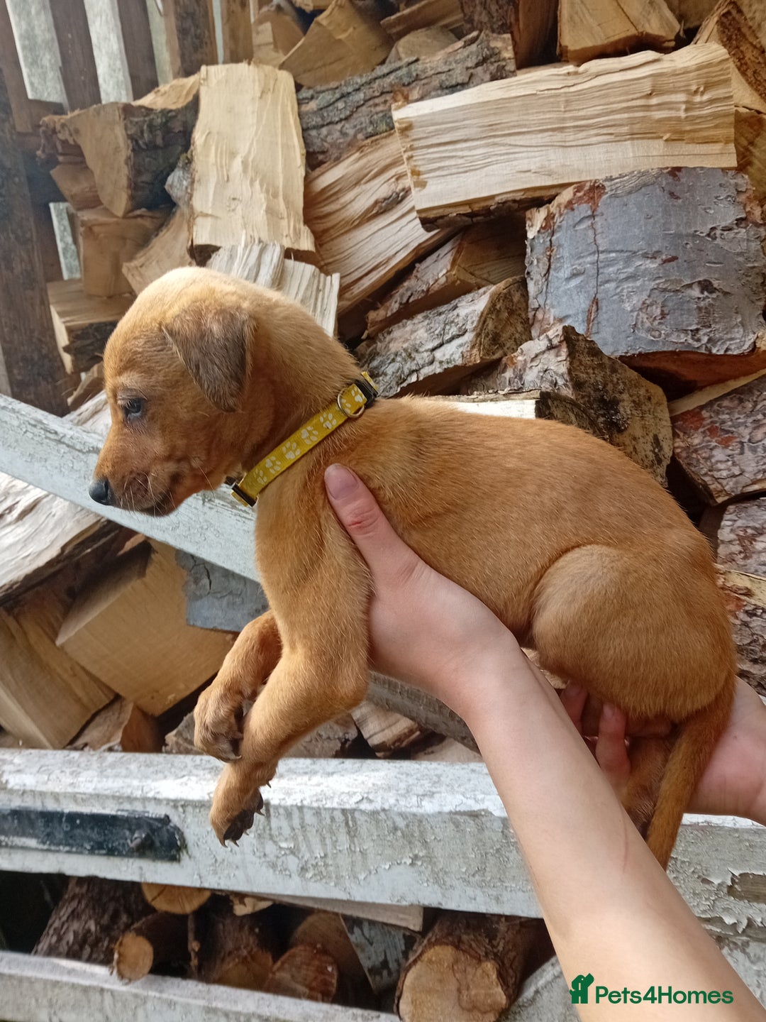 Lurcher dogs for sale:  READY NOW. Adorable lurcher puppy's  - Image 3
