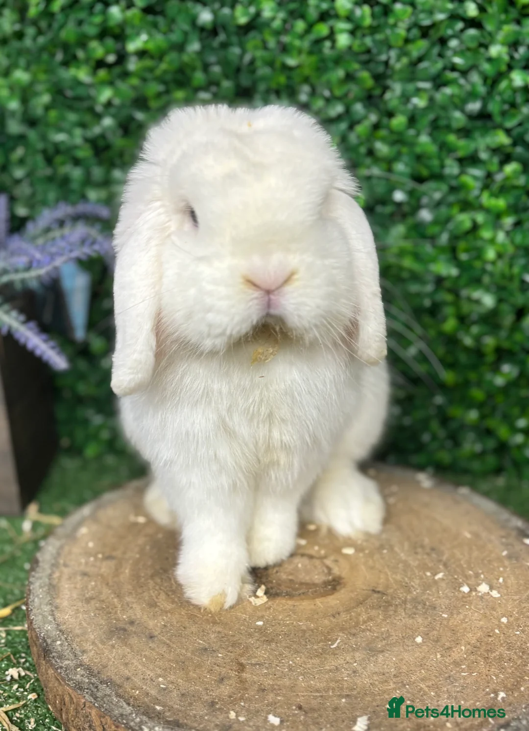Mini Lop rabbits for sale: 🧡PEDIGREE MINILOPS🧡 - Advert 19