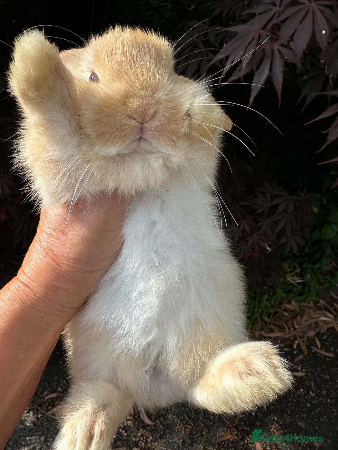 Mini Lion Lop rabbits for sale: Pure bred mini lop bunnies in Uckfield - Image 9