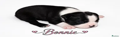 Boston Terrier 2