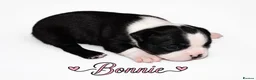 Boston Terrier dogs for sale: KC registered Boston Terrier Puppies  in Swanage - Advert 24
