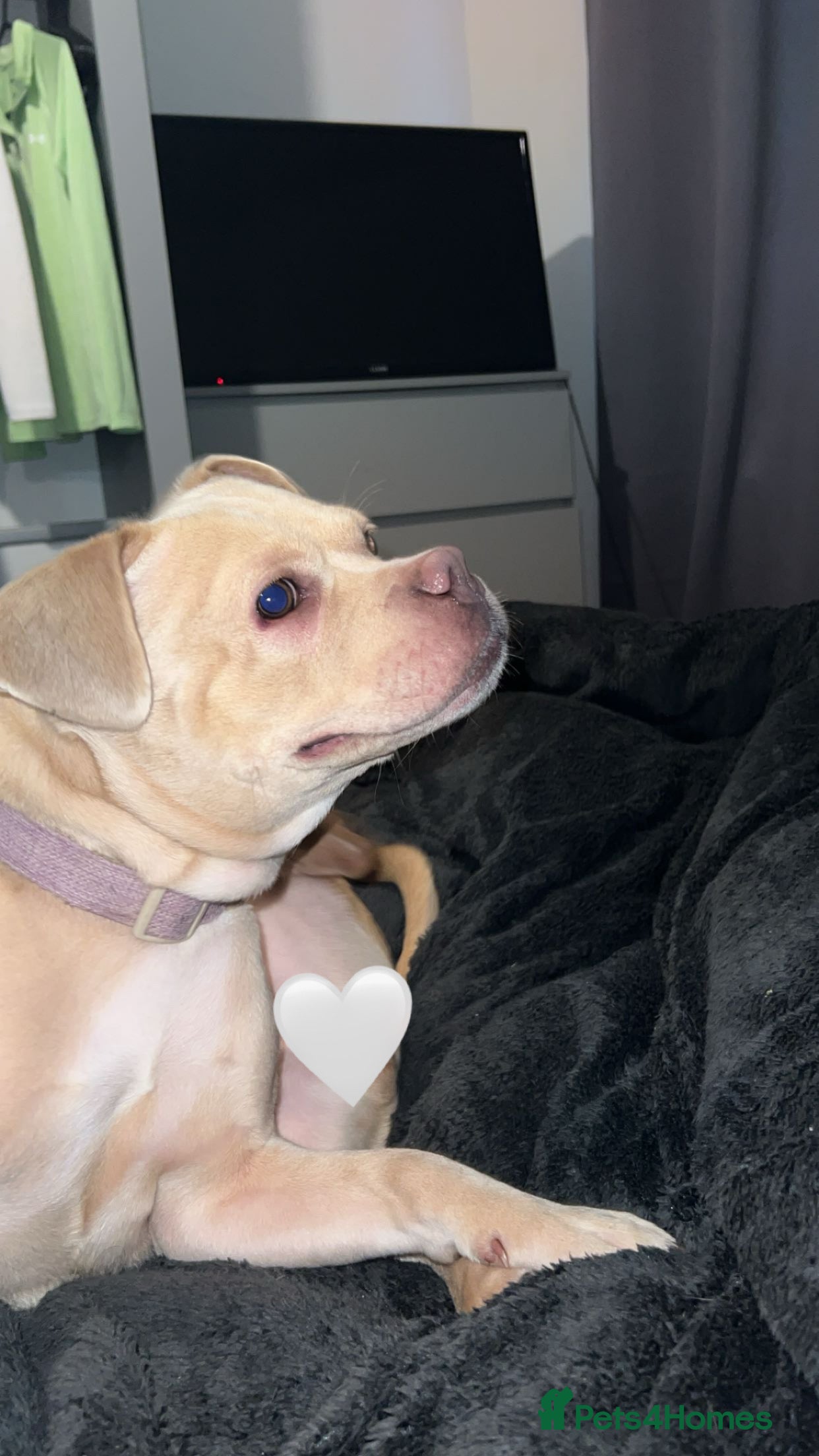 Mixed Breed dogs Little luna - Advert 1