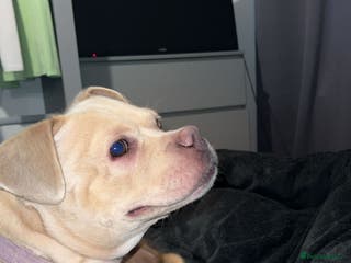 Mixed Breed dogs Little luna - Advert 1