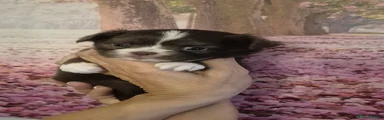 Chihuahua 4