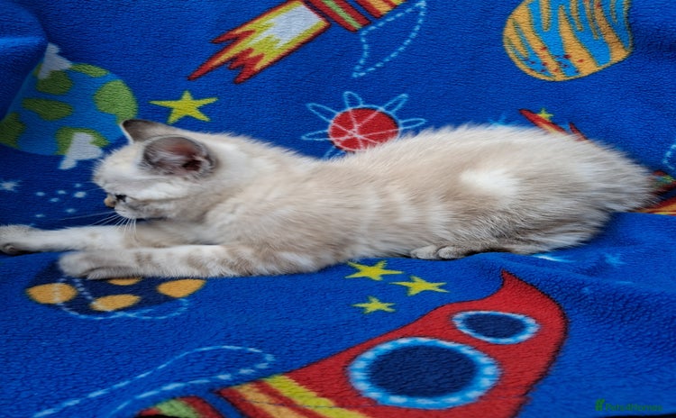 Scottish Fold cats - Advert 11