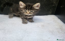 Domestic Shorthair cats for sale: Super cute domestic shorthair kittens!  - Image 7