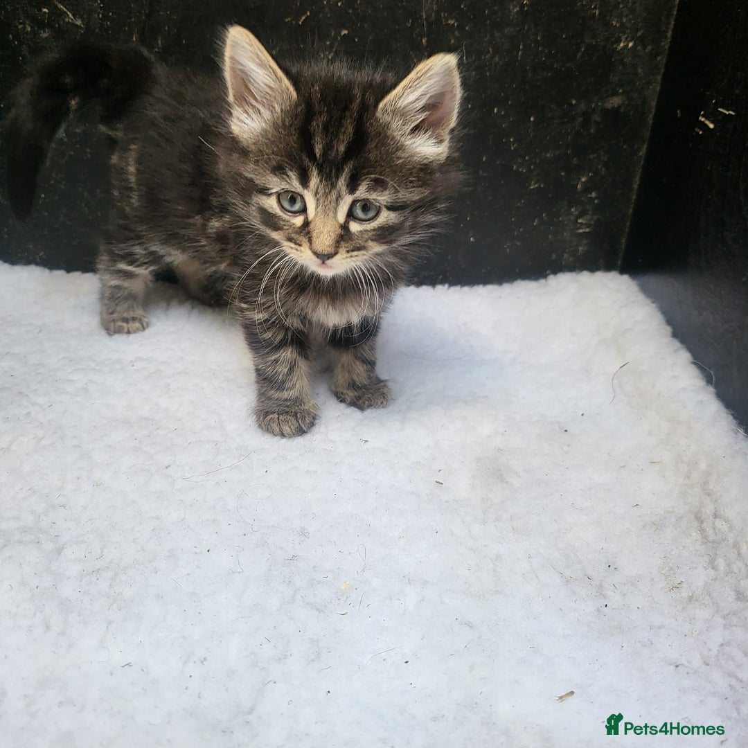Domestic Shorthair cats for sale: Super cute domestic shorthair kittens!  - Image 7