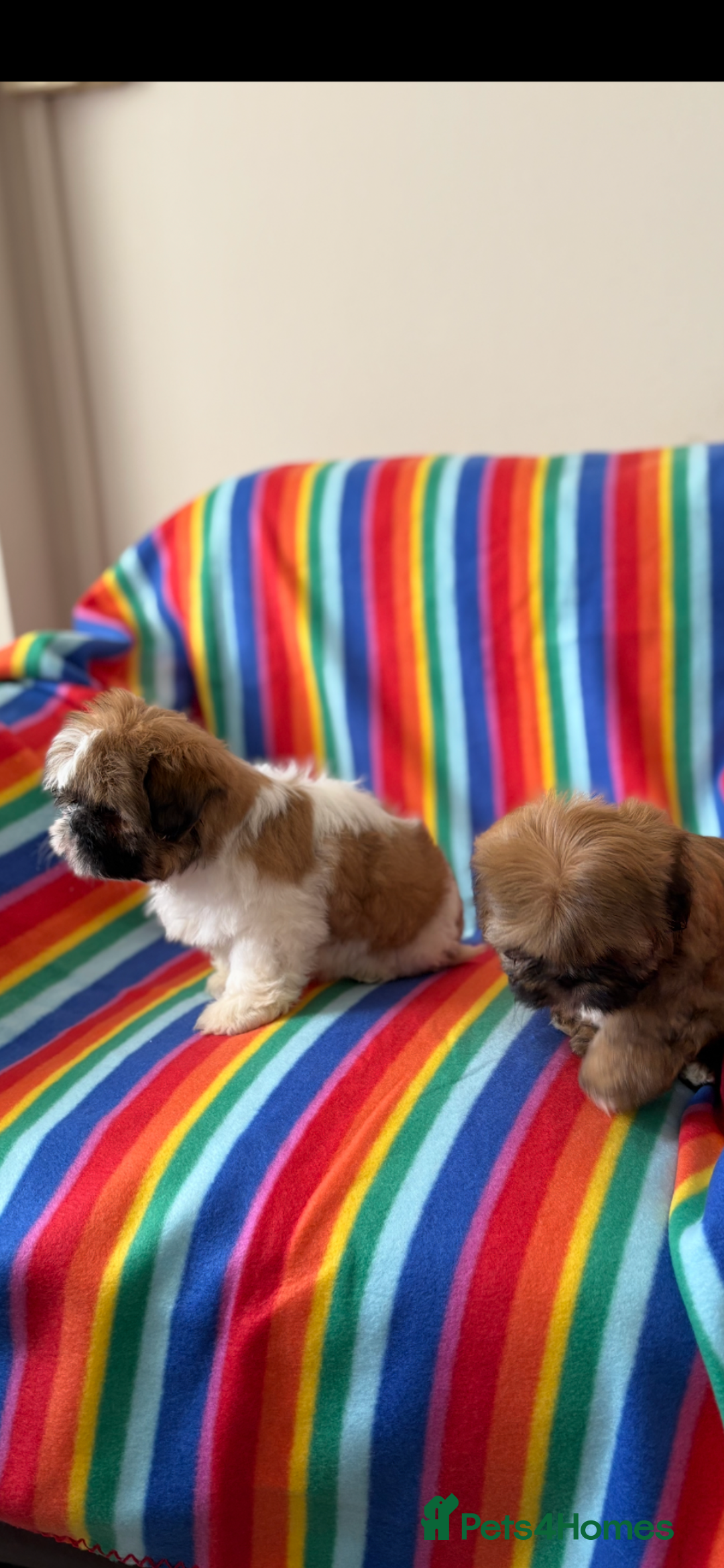 Shih Tzu dogs for sale: Shitzu - Image 1