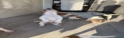 Jack Russell dogs for sale: Ready now Jack Russell puppies for sale!! in Gloucester - Advert 13