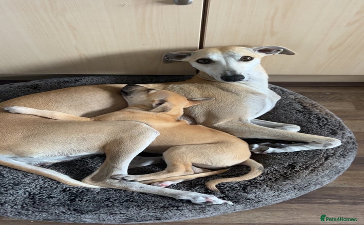 Whippet dogs - Advert 2