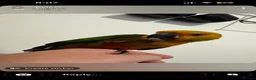 Conures birds for sale: Hand Tame Jenday Conure, Hand Reared - Advert 6