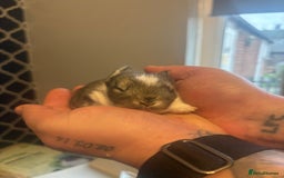 Mixed Breed rabbits for sale: Dwarf lion head/mini lop babies  - Advert 5