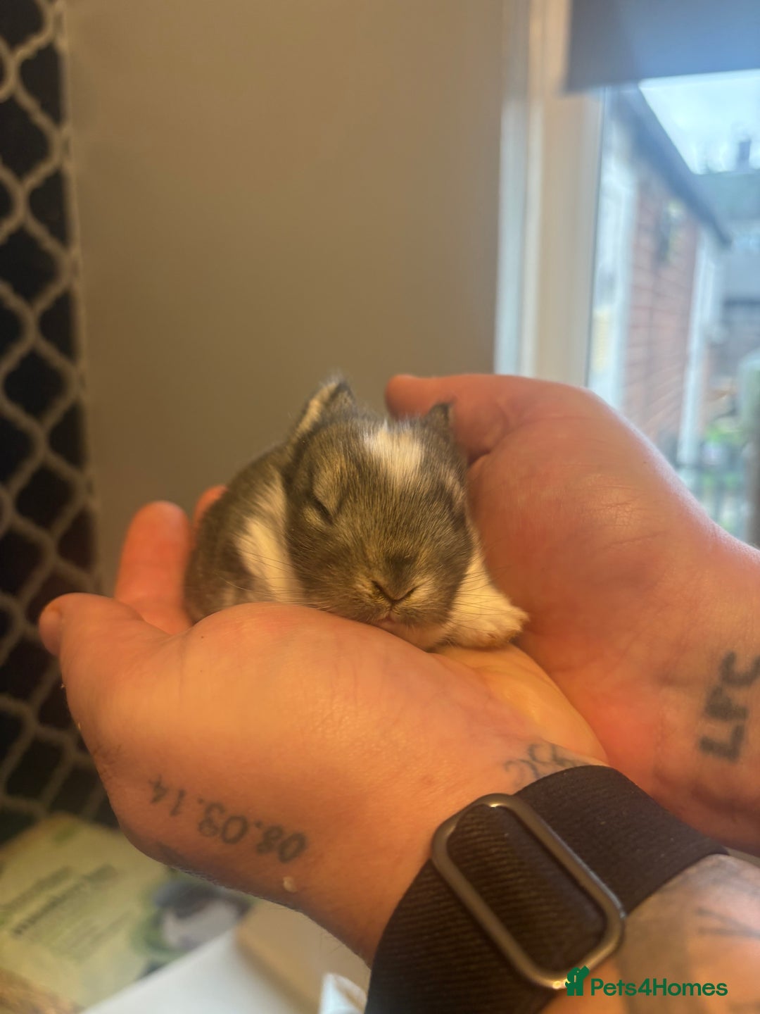 Mixed Breed rabbits for sale: Dwarf lion head/mini lop babies  - Advert 5