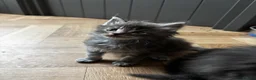 Maine Coon cats for sale: Majestic Maine Coon Kittens  - Advert 9