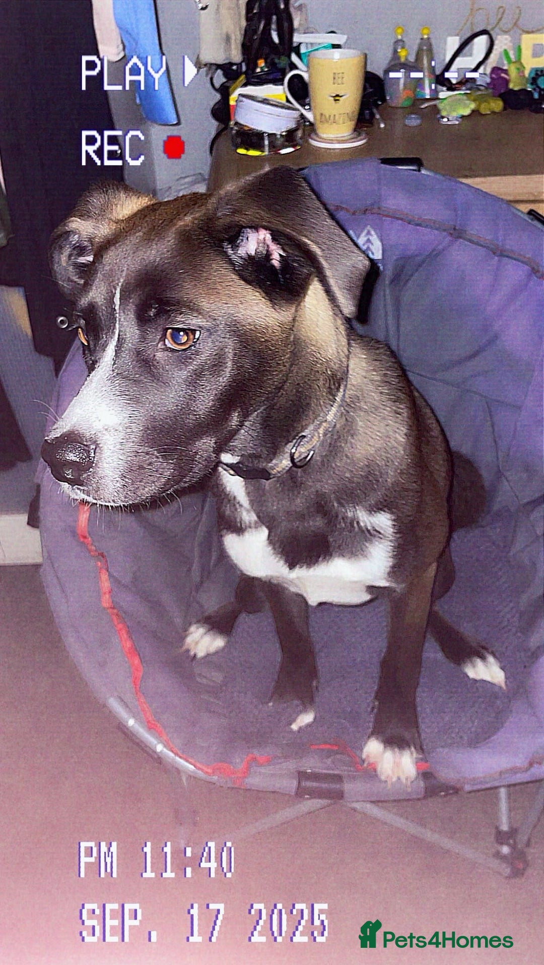 Mixed Breed dogs for sale: Finding her a forever home 🏡  - Image 5