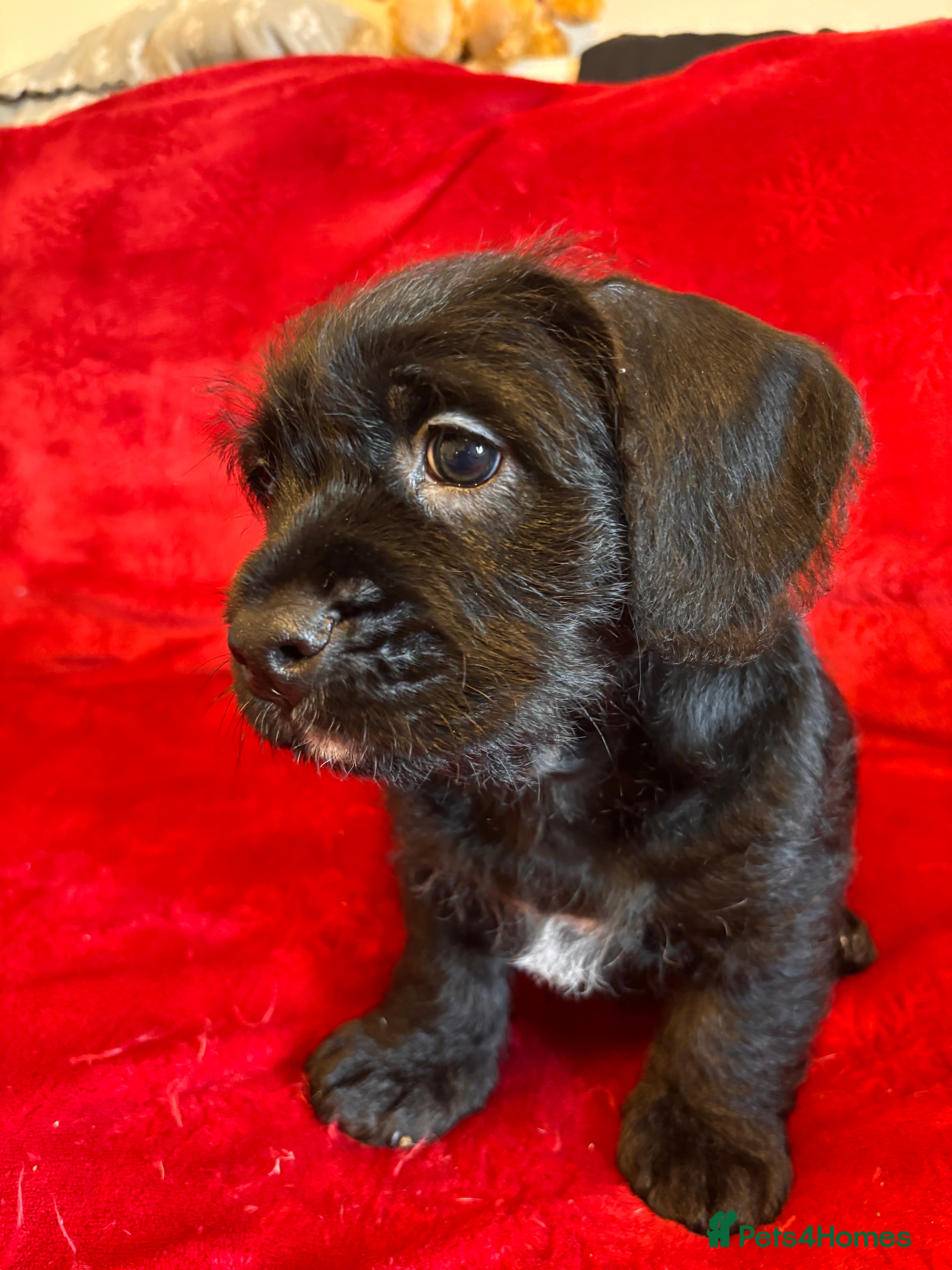 Mixed Breed dogs 💚❤️ READY TO LEAVE NOW ❤️💚 - Advert 17