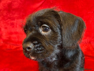 Mixed Breed dogs 💚❤️ READY TO LEAVE NOW ❤️💚 - Advert 13