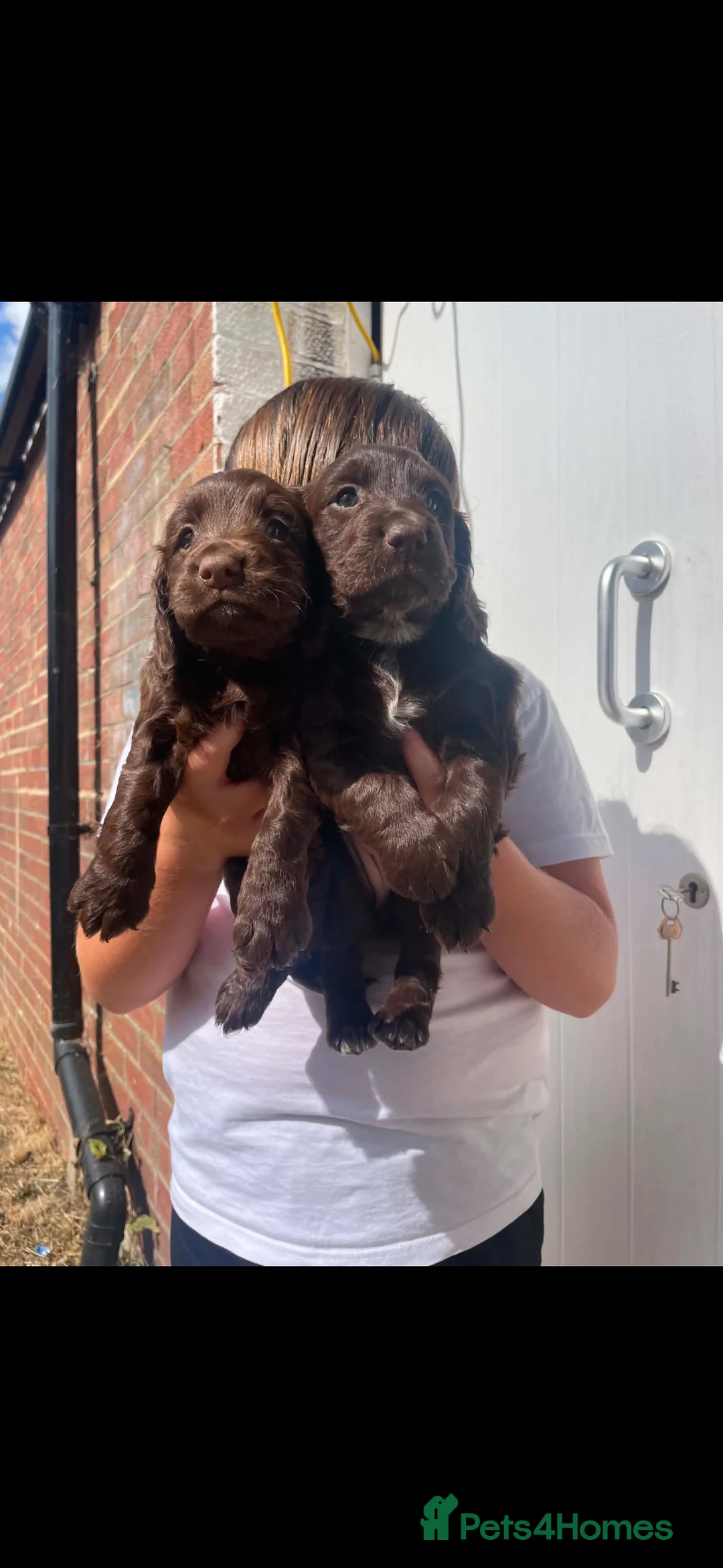 Cocker Spaniel dogs for sale: Last 2 cute, cocker spaniel puppies - Advert 5