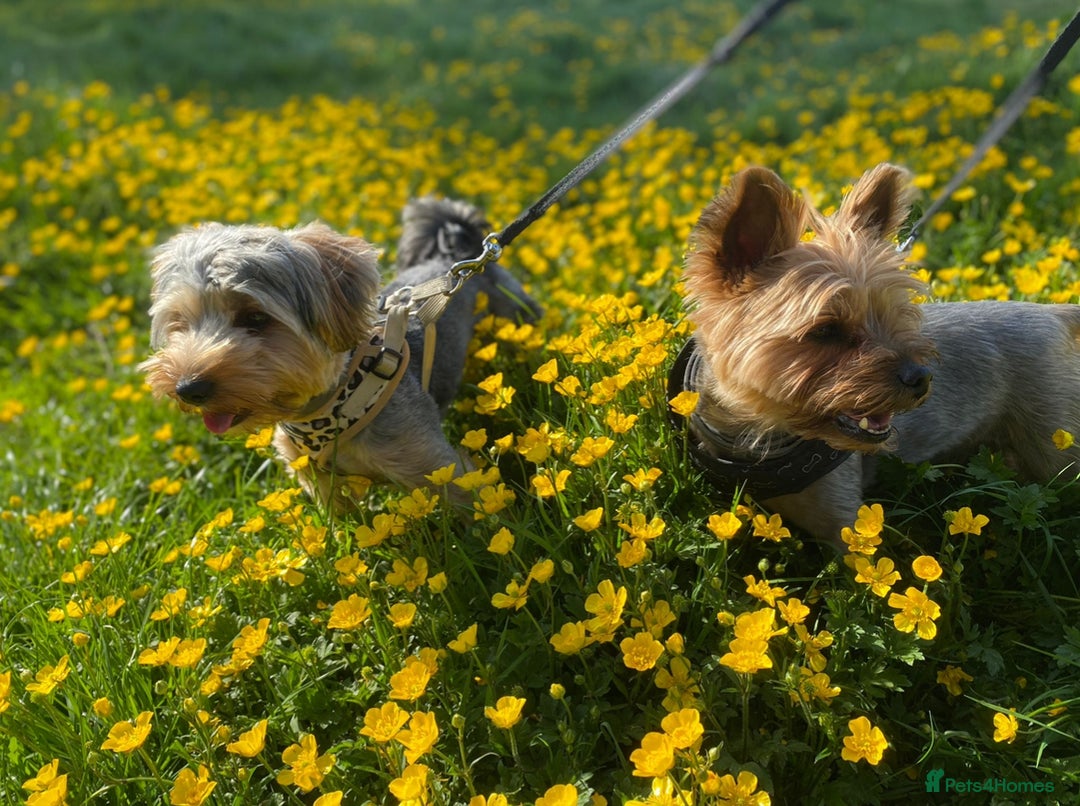 Yorkshire Terrier dogs for sale: Pedigree Yorkshire Terrier - Advert 28