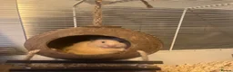 Hamster rodents for sale: Sydney in Sutton Coldfield - Advert 2