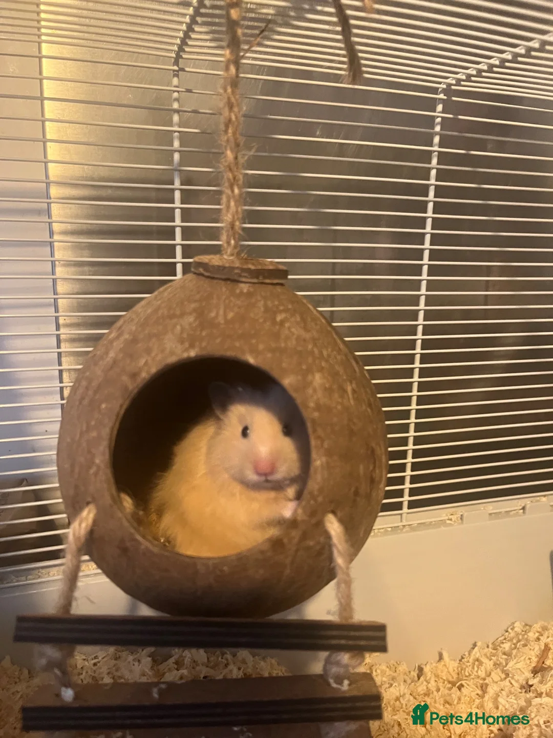 Hamster rodents for sale: Sydney in Sutton Coldfield - Advert 2