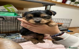 Yorkshire Terrier dogs for sale: Yorkshire Terrier  - Advert 4