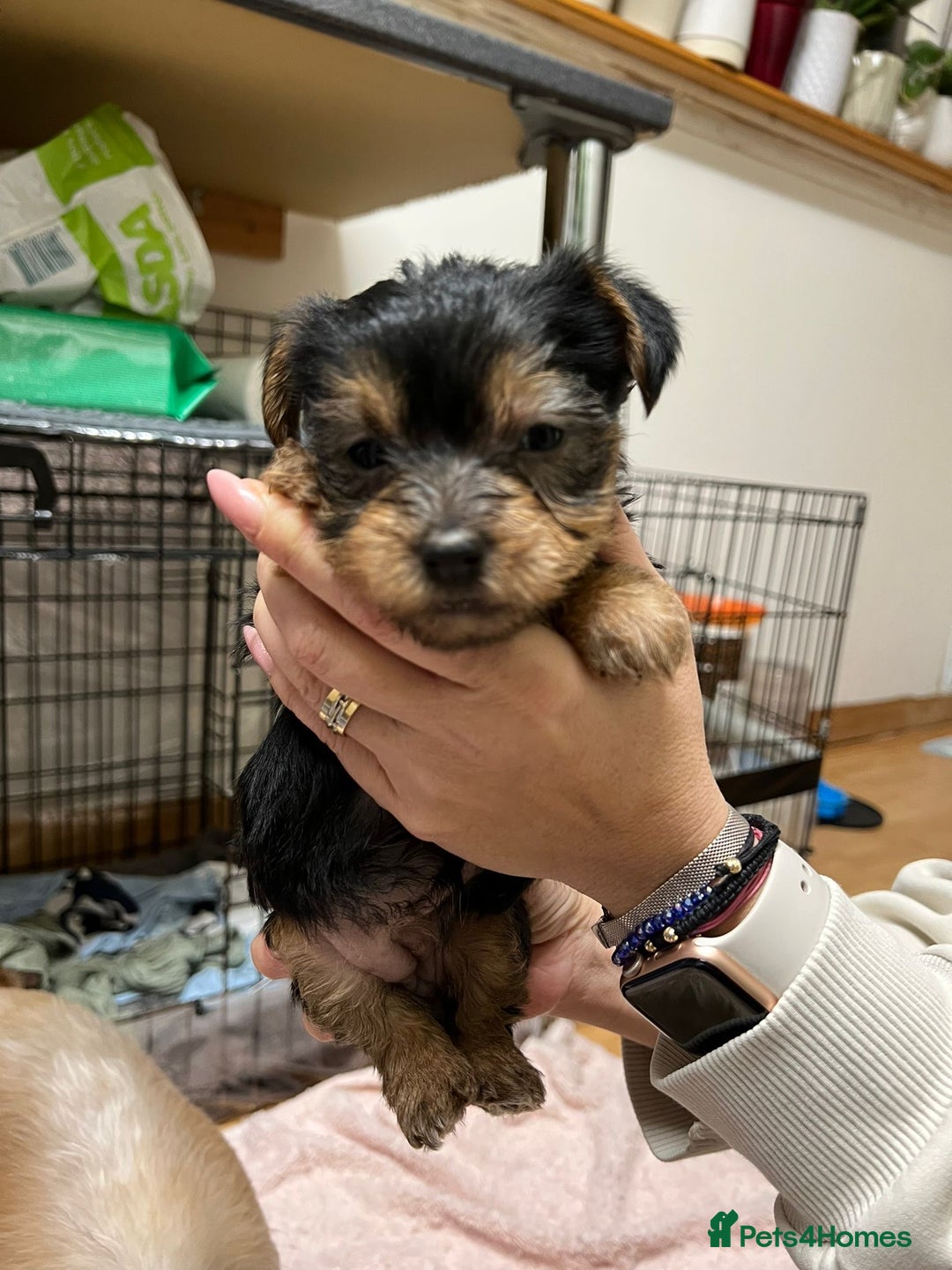 Yorkshire Terrier dogs for sale: Yorkshire Terrier  - Advert 4