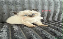 Ragdoll cats for sale: 5 Adorable Ragdoll Kittens🐾 - Image 25
