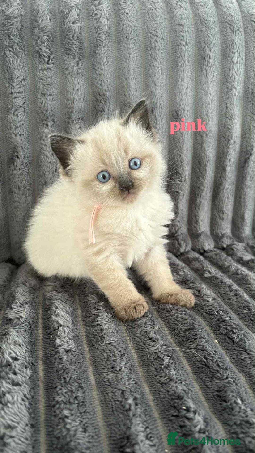 Ragdoll cats for sale: 5 Adorable Ragdoll Kittens🐾 - Image 25