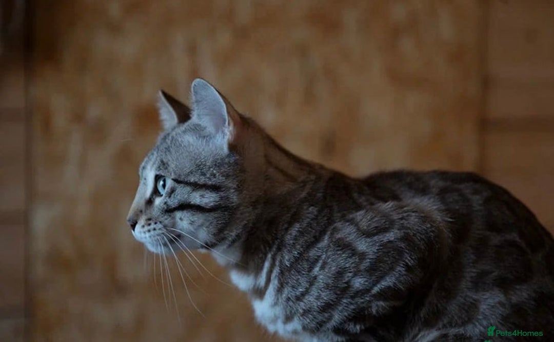 Bengal cats for sale: 🩶 IMPORTED SILVER MINK MALE 🩶 - Advert 2