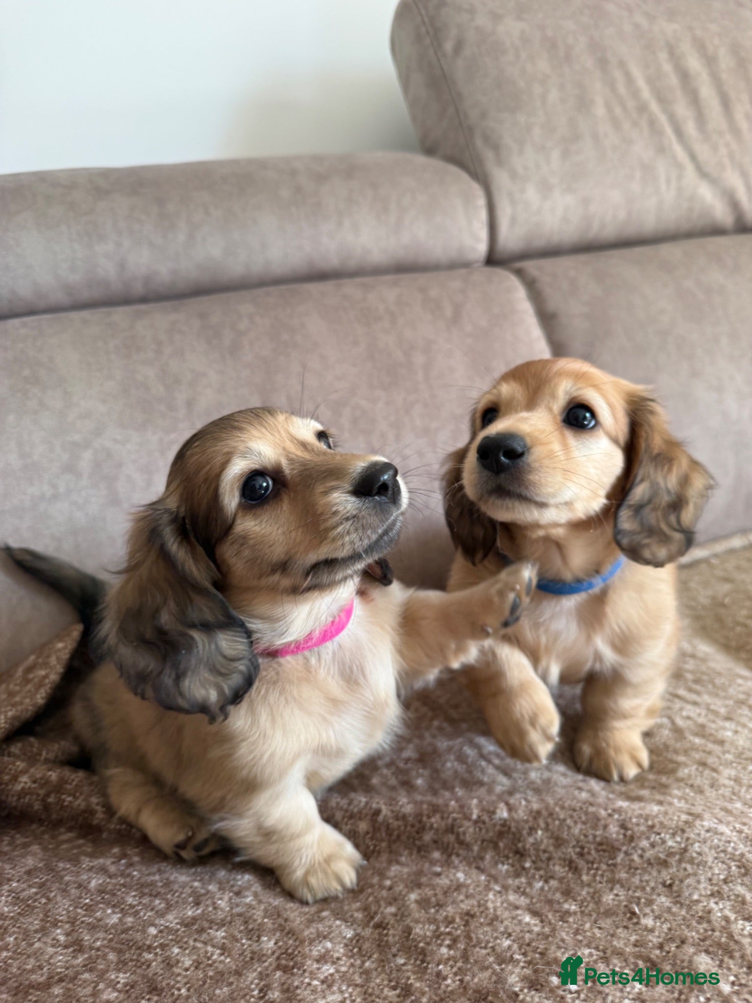Miniature Dachshund dogs KC Miniature Shaded Cream Dachshund Puppies - Advert 18