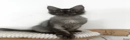 Maine Coon cats for sale: Adorable Gccf registered Mainecoons  - Advert 12