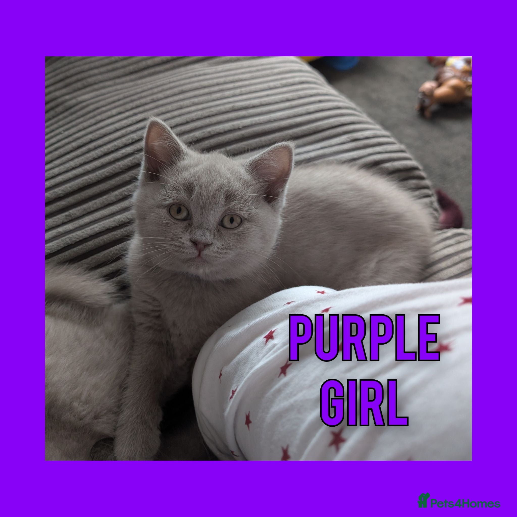 British Shorthair cats Stunning Lilac British Shorthair Kittens For Sale - Advert 2