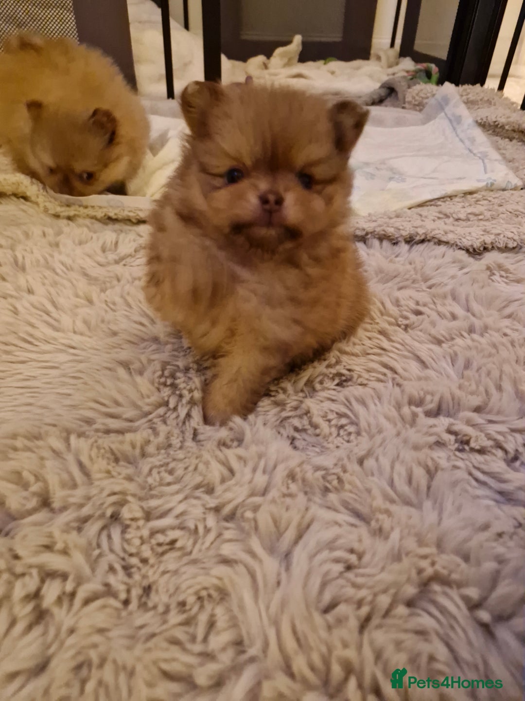 Pomeranian dogs for sale: 5 short snout teddy pom babies  - Image 9
