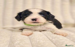 Cavapoo dogs for sale: Adorable Cavapoo Pups fully health tested parents - Image 6
