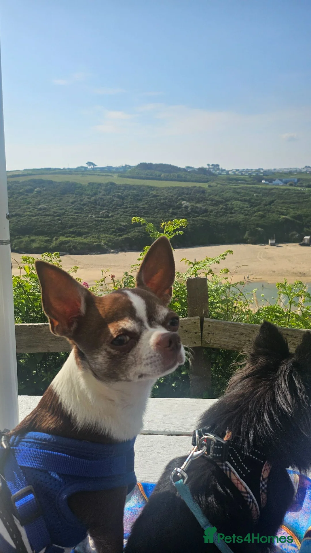 Chihuahua dogs for stud: Pepe pure chihuahua  - Advert 2