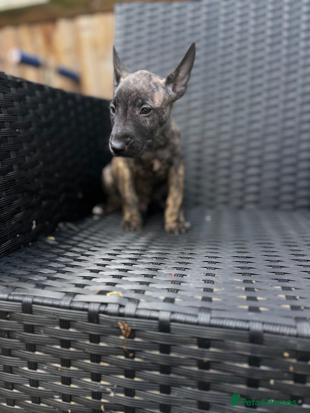 English Bull Terrier dogs for sale: English bull terrier (Working lines) - Image 7