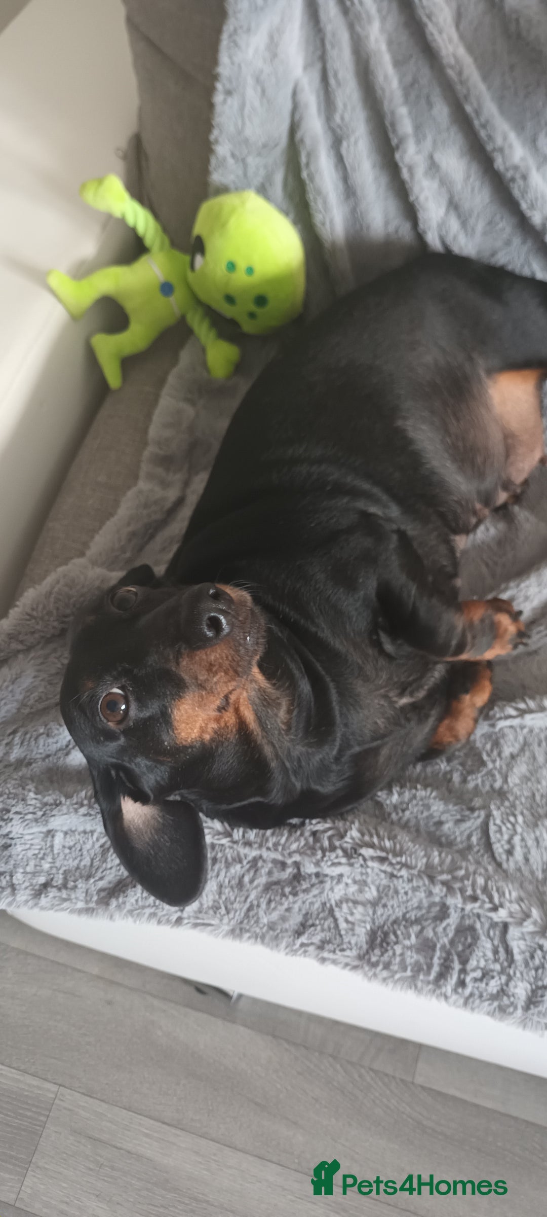 Dachshund dogs for sale: Dachsund girl  - Image 4